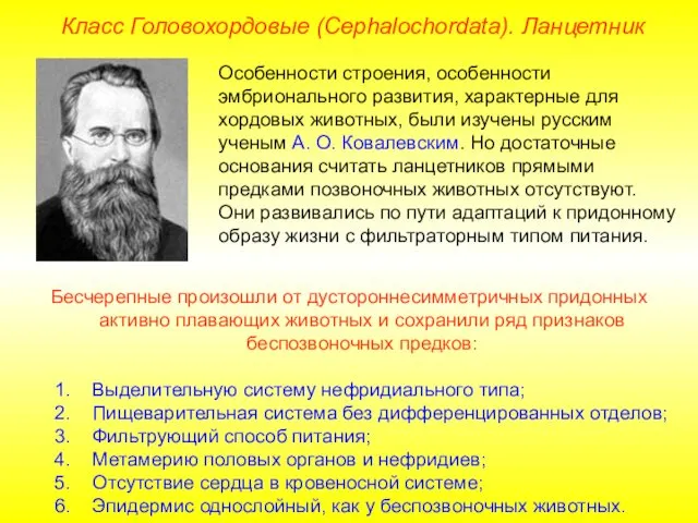 Класс Головохордовые (Cephalochordata). Ланцетник Особенности строения, особенности эмбрионального развития, характерные