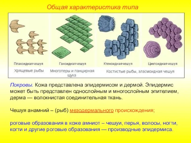 Общая характеристика типа Покровы. Кожа представлена эпидермисом и дермой. Эпидермис