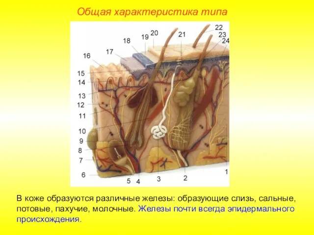 Общая характеристика типа В коже образуются различные железы: образующие слизь,
