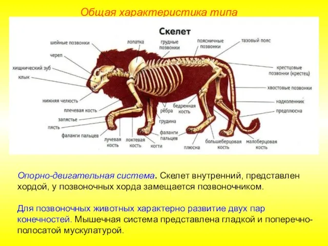 Общая характеристика типа Опорно-двигательная система. Скелет внутренний, представлен хордой, у