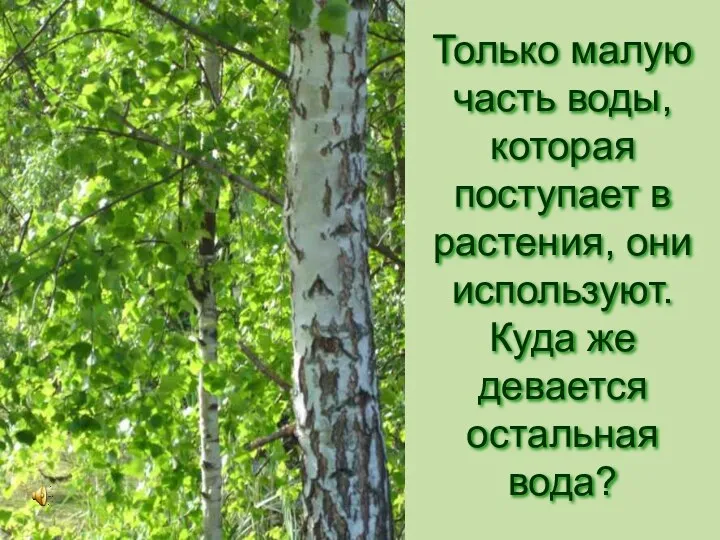 Только малую часть воды, которая поступает в растения, они используют. Куда же девается остальная вода?