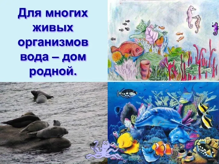 Для многих живых организмов вода – дом родной.