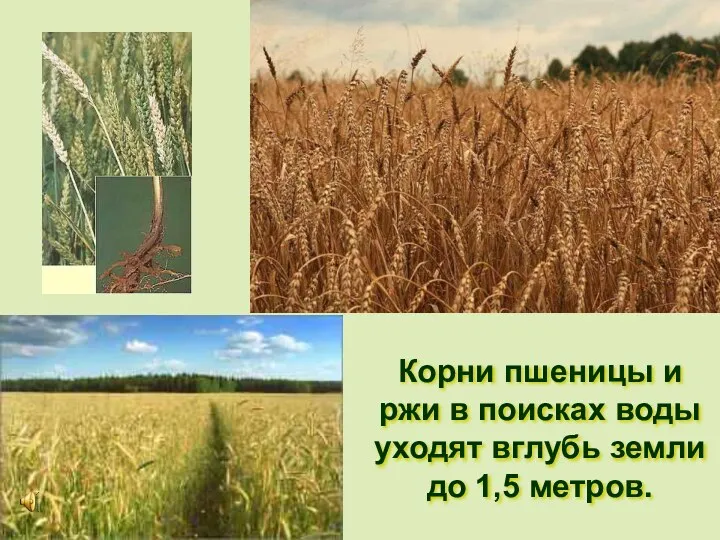 Корни пшеницы и ржи в поисках воды уходят вглубь земли до 1,5 метров.