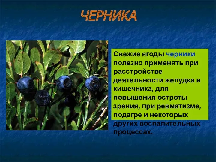 Свежие ягоды черники полезно применять при расстройстве деятельности желудка и