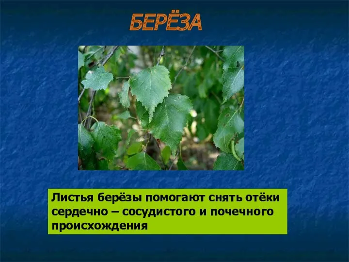 БЕРЁЗА Листья берёзы помогают снять отёки сердечно – сосудистого и почечного происхождения