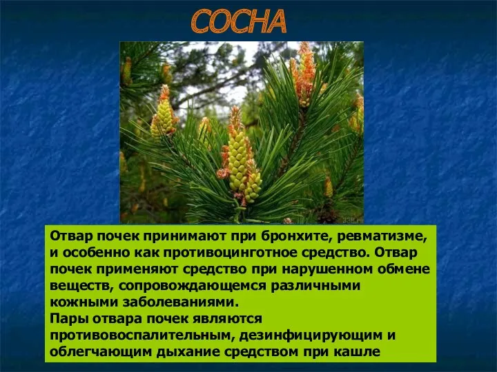 Отвар почек принимают при бронхите, ревматизме, и особенно как противоцинготное