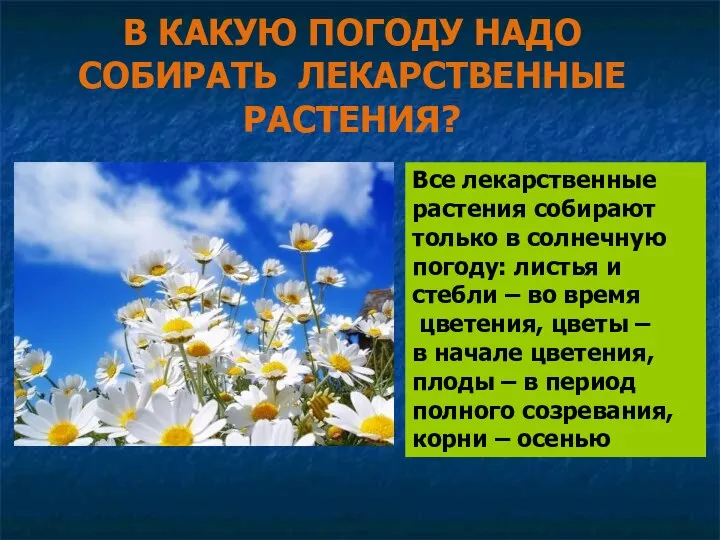 В КАКУЮ ПОГОДУ НАДО СОБИРАТЬ ЛЕКАРСТВЕННЫЕ РАСТЕНИЯ? Все лекарственные растения