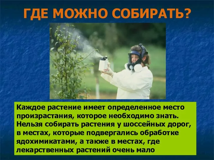 ГДЕ МОЖНО СОБИРАТЬ? Каждое растение имеет определенное место произрастания, которое