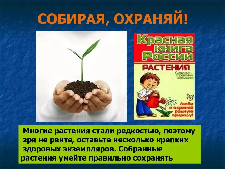 Многие растения стали редкостью, поэтому зря не рвите, оставьте несколько