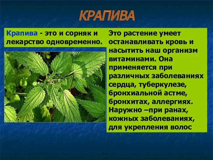 Это растение умеет останавливать кровь и насытить наш организм витаминами.