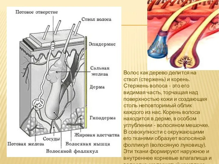 Волос как дерево делится на ствол (стержень) и корень. Стержень