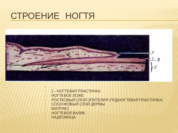 Строение ногтя 1 – НОГТЕВАЯ ПЛАСТИНКА НОГТЕВОЕ ЛОЖЕ РОСТКОВЫЙ СЛОЙ ЭПИТЕЛИЯ (ПОДНОГТЕВАЯ ПЛАСТИНКА)