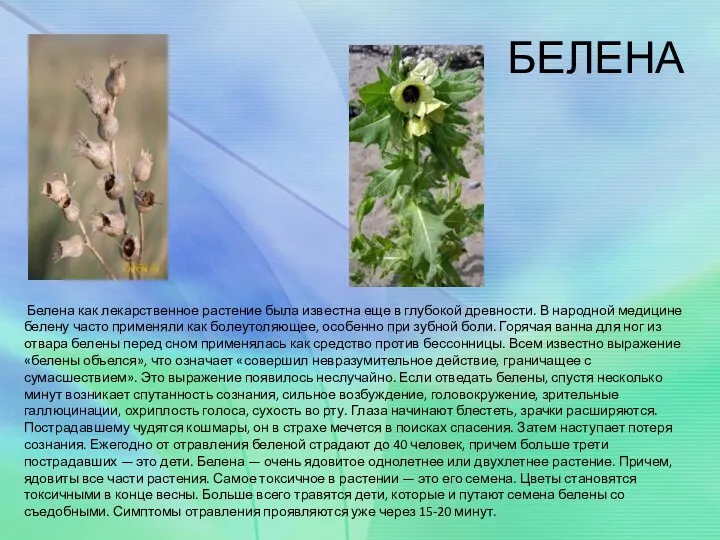 БЕЛЕНА Белена как лекарственное растение была известна еще в глубокой древности. В народной