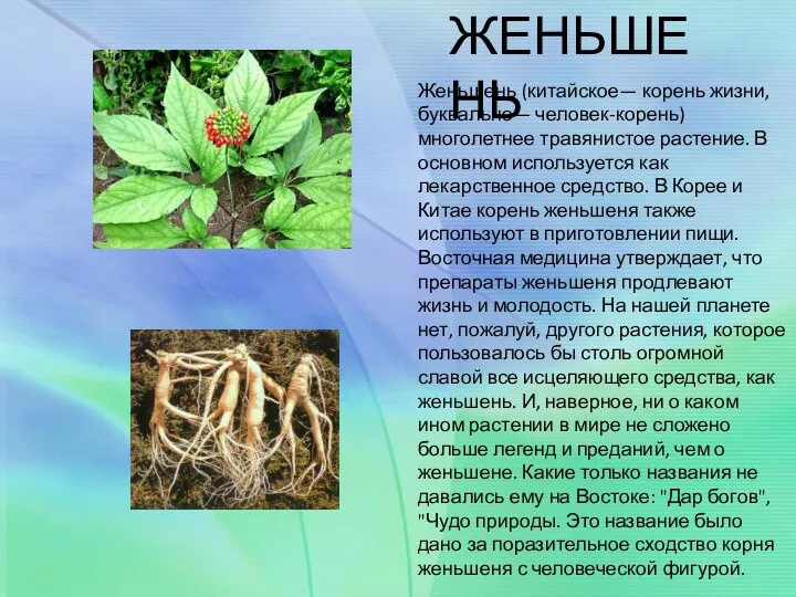 Женьшень (китайское— корень жизни, буквально— человек-корень) многолетнее травянистое растение. В