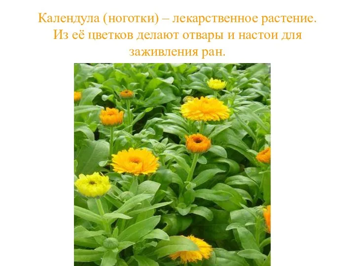 Календула (ноготки) – лекарственное растение. Из её цветков делают отвары и настои для заживления ран.
