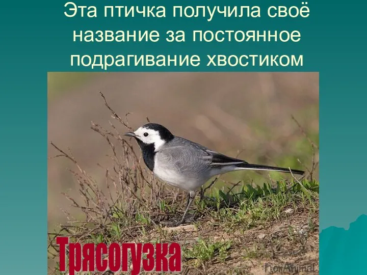 Эта птичка получила своё название за постоянное подрагивание хвостиком Трясогузка