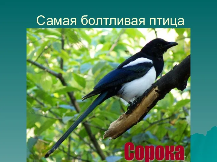 Самая болтливая птица Сорока