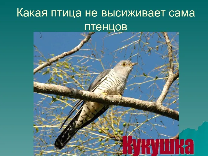 Какая птица не высиживает сама птенцов Кукушка