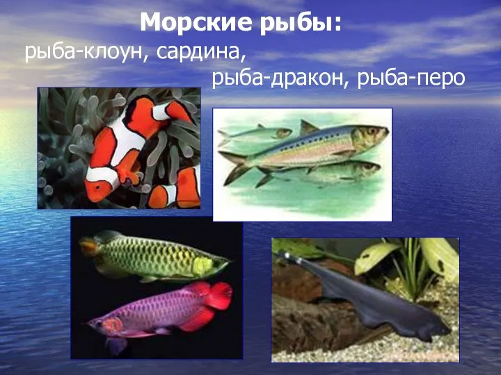 Морские рыбы: рыба-клоун, сардина, рыба-дракон, рыба-перо