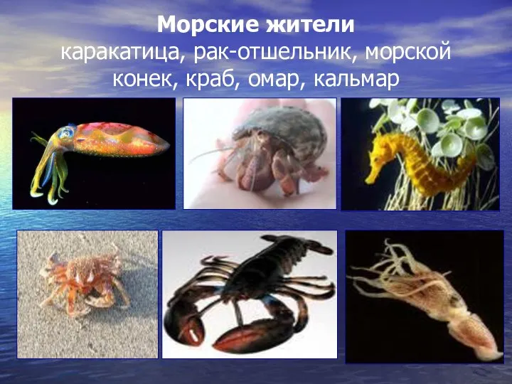 Морские жители каракатица, рак-отшельник, морской конек, краб, омар, кальмар