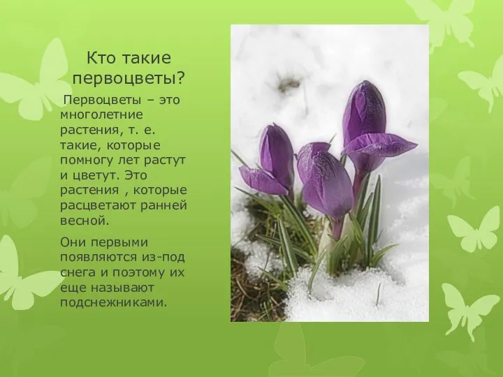 Кто такие первоцветы? Первоцветы – это многолетние растения, т. е.