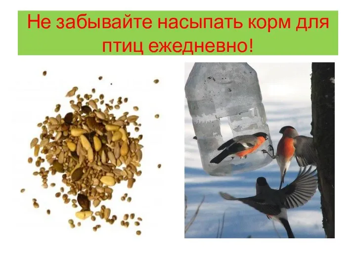 Не забывайте насыпать корм для птиц ежедневно!