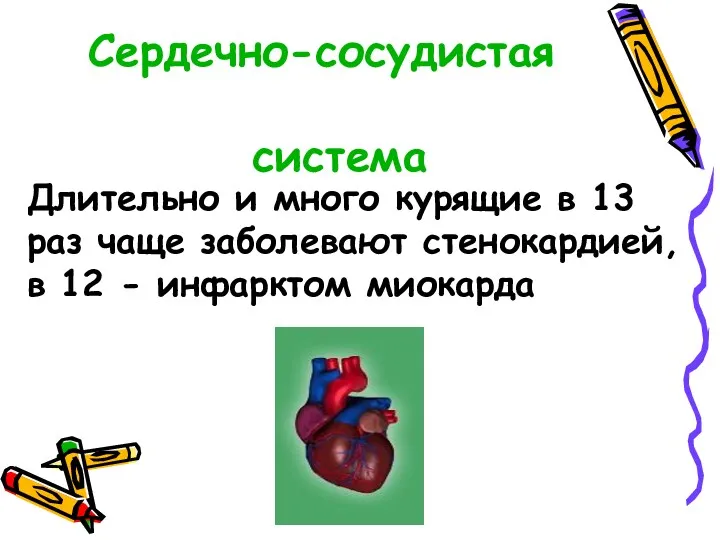 Сердечно-сосудистая система Длительно и много курящие в 13 раз чаще заболевают стенокардией, в