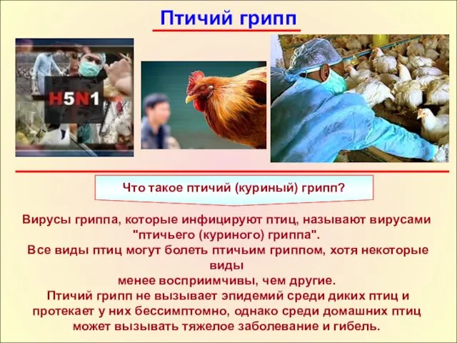 Птичий грипп Что такое птичий (куриный) грипп? Вирусы гриппа, которые