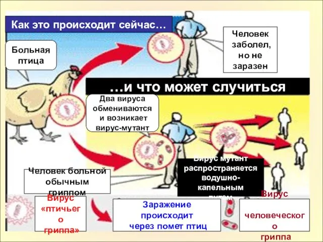 Больная птица Человек заболел, но не заразен Человек больной обычным