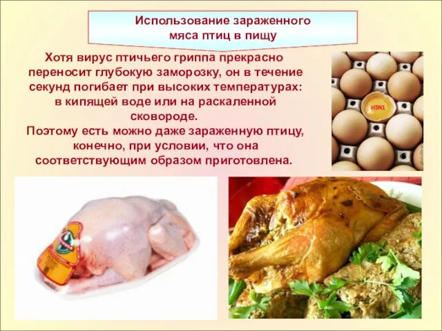 Использование зараженного мяса птиц в пищу Хотя вирус птичьего гриппа