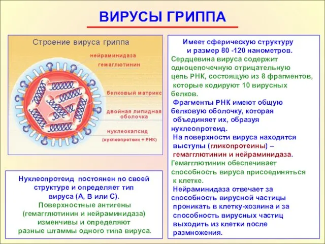 ВИРУСЫ ГРИППА Имеет сферическую структуру и размер 80 -120 нанометров.