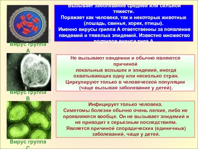 Вирус группа А Вирус группа В Вирус группа С Вызывает