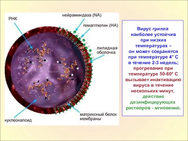 Вирус гриппа наиболее устойчив при низких температурах – он может