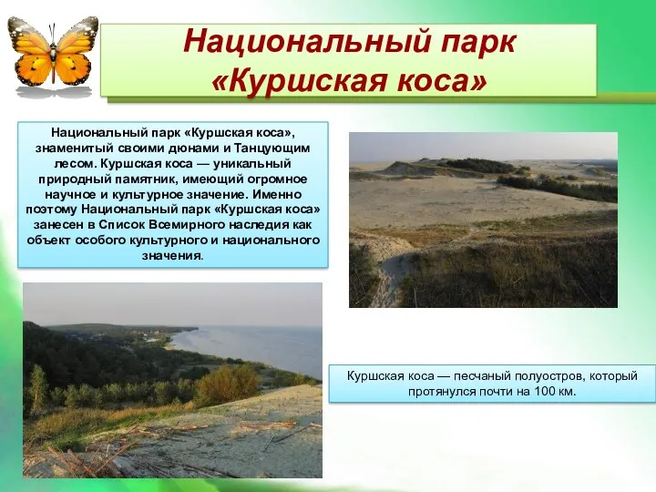 Национальный парк «Куршская коса» Куршская коса — песчаный полуостров, который