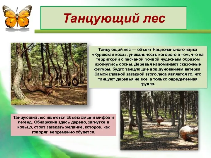 Танцующий лес Танцующий лес — объект Национального парка «Куршская коса»,