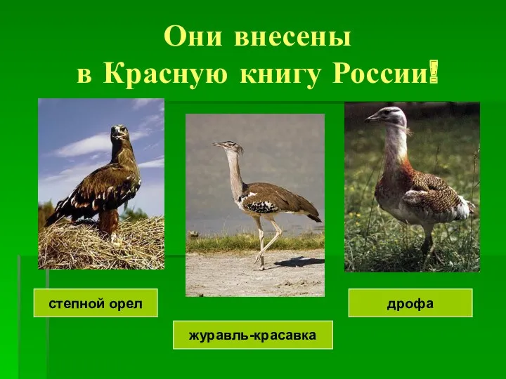 Они внесены в Красную книгу России! журавль-красавка дрофа степной орел