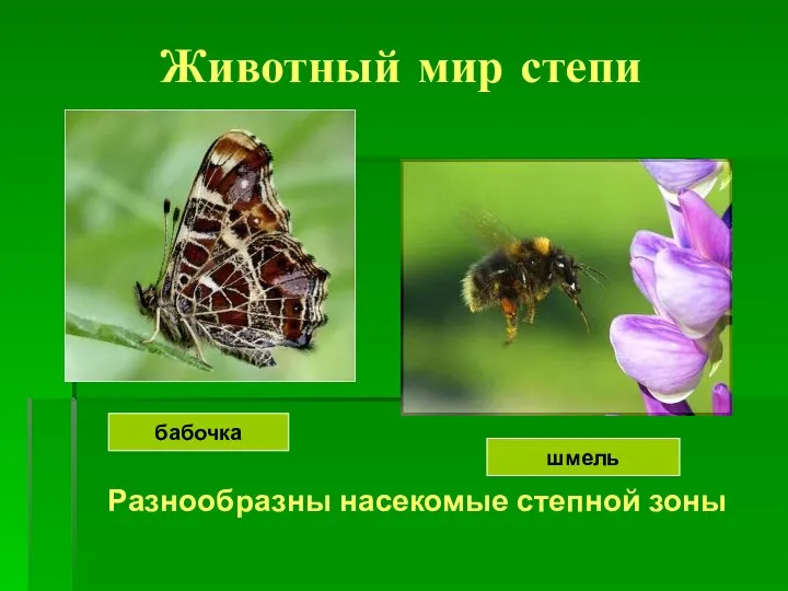 Животный мир степи Разнообразны насекомые степной зоны бабочка шмель