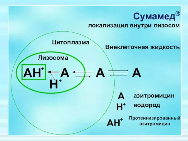 AH + A A A H + Сумамед® локализация внутри лизосом Внеклеточная жидкость