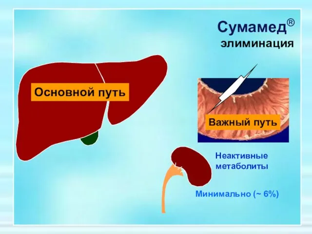 Сумамед® элиминация Основной путь Важный путь Минимально (~ 6%) Неактивные метаболиты