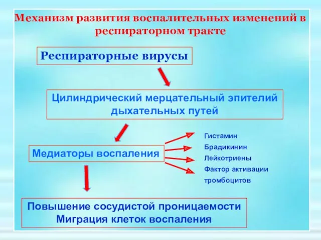 Механизм развития воспалительных изменений в респираторном тракте Респираторные вирусы Цилиндрический мерцательный эпителий дыхательных