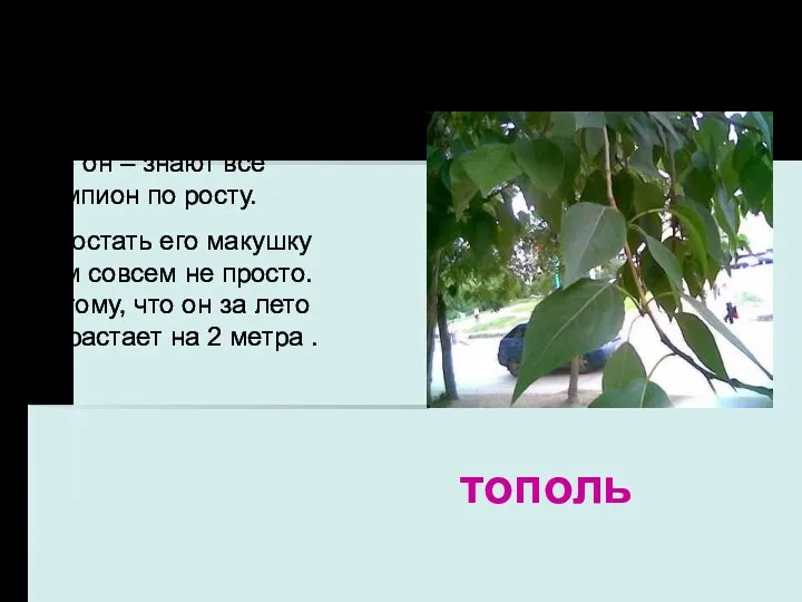 Это он – знают все Чемпион по росту. И достать его макушку Вам