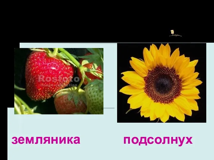 Семянка земляника подсолнух