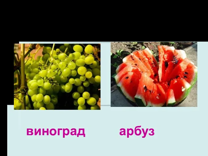 Ягода виноград арбуз