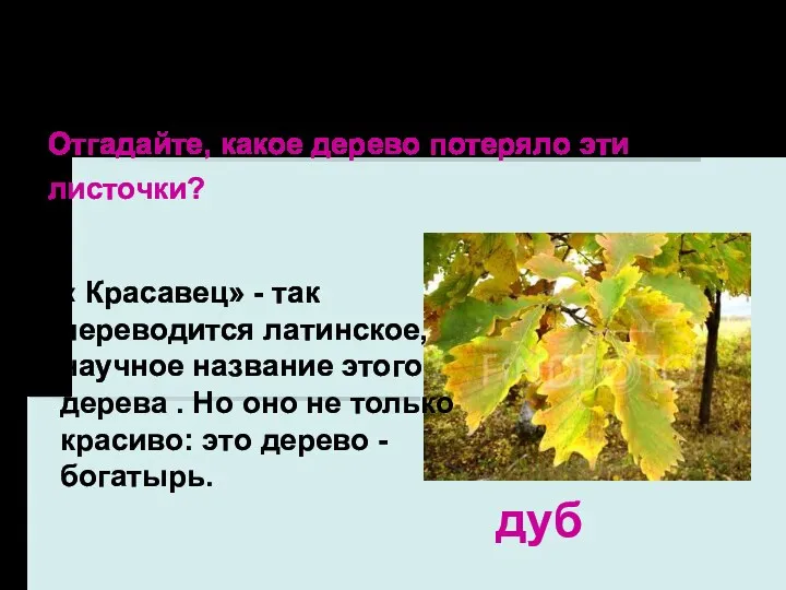 Берёза, рябина, осина, тополь и орешник– лиственные растения. дуб Отгадайте, какое дерево потеряло