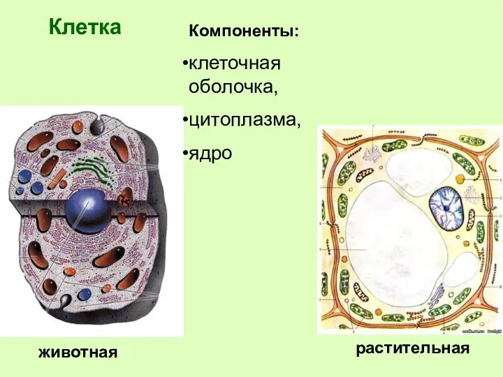 Клетка Компоненты: клеточная оболочка, цитоплазма, ядро животная растительная