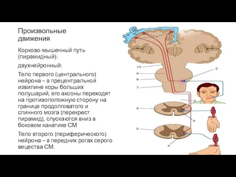 Произвольные движения Корково-мышечный путь (пирамидный): двухнейронный: Тело первого (центрального) нейрона