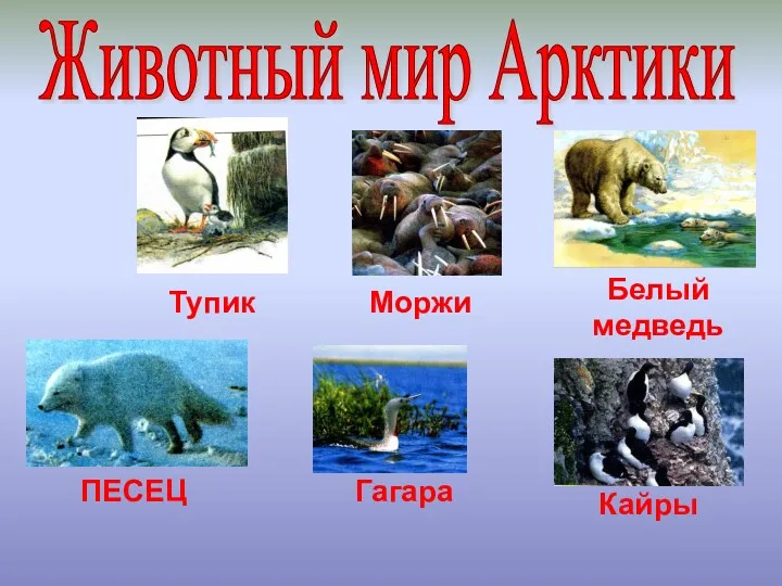 Животный мир Арктики Моржи Белый медведь Тупик ПЕСЕЦ Гагара Кайры