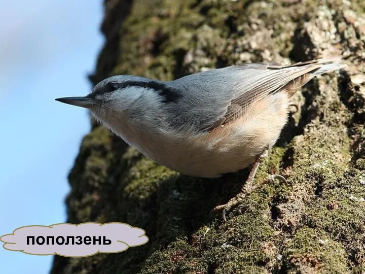 поползень