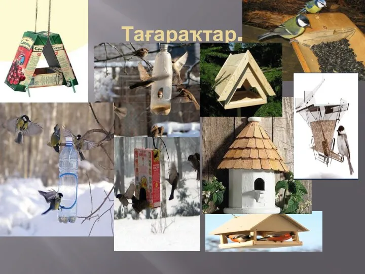 Тағараҡтар.