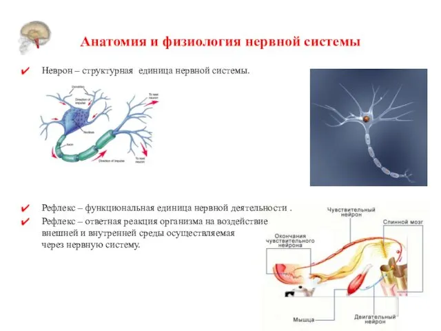 Анатомия и физиология нервной системы Неврон – структурная единица нервной